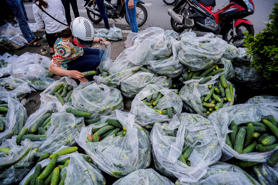 Sinh viên đội mưa giải cứu hàng tấn dưa chuột cho nông dân xứ Nghệ